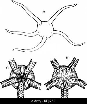 . Ein Handbuch der Zoologie. Stamm STACHELHÄUTER 169 ist manchmal nicht vorhanden; in Asterias vulgaris ist es Minute, fast geschlossen. Die Stacheln und pedicellariaj unterscheiden sich in ihrer Form und Anordnung in verschiedenen Arten von Seesternen, als auch, allerdings in einem weniger Grad, der Tube-Füße. Die Seesterne con stellen eine der fünf Klassen von lebende Stachelhäuter, die Klasse Asteroidea. 2. Die OPHIUROIDEA Die Spröde - Sterne tragen viele Ähnlichkeiten mit der wahre Star - Fische, haben aber eine Reihe von Besonderheiten ausreichend. Abb. 93.- Ophioglypha lacertosa. A. Umrisse, der natürlichen Größe; B, Scheibe, dorsalansicht; C Stockfoto