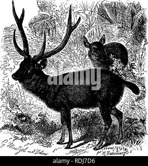 . Die Tiere der Welt. Brehm das Leben der Tiere;. Säugetiere. Die DEERâAMERICAN Hirsche. 531 wich in den Schwanz; die Widerristhöhe über 40 cm. Das Weibchen ist deutlich kleiner. Im Allgemeinen sind die markanten Merkmale dieses Rehe sind jene der Gruppe. Bemerkenswert ist die starke Mähne, die am Hals und Kinn entwickelt wird, das Haar zu komponieren, die kaum in • Charakter unterscheidet sich von der Haar auf andere Teile des Körpers. Soweit nun die Große Rusa ist ein Eingeborener von Java bekannt; nach Borneo Es wird gesagt, indem man. ihiported zu haben Reisende sagen, dass das Rotwild gat Stockfoto