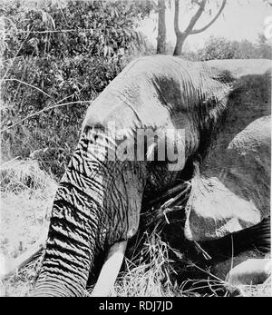 . Das Wunderland des östlichen Kongo und der Region der Schnee-gekrönten Vulkane, die Pygmäen, die riesigen Gorilla, und das okapi. Natural History. .'/C A Fine Old Bull Elephant, mit massiven Kopf, Schuß in Nordrhodesien, die ganze Haut, von denen der Autor nach England in einem Stück gesendet.. Bitte beachten Sie, dass diese Bilder sind von der gescannten Seite Bilder, die digital für die Lesbarkeit verbessert haben mögen - Färbung und Aussehen dieser Abbildungen können nicht perfekt dem Original ähneln. extrahiert. Scheunen, Thomas Alexander, 1880 -. London &Amp; New York, G. S. Putnam's Sons Stockfoto