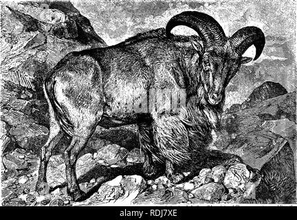 . Die Tiere der Welt. Brehm das Leben der Tiere;. Säugetiere. Die GEHÖRNTEN ANIMALSâSHEEP. 459 mehr Arten besteht, während in Europa, Afrika und Amerika Erscheinen schlecht ausgestattet und so weit wie jetzt bekannt, besitzen nur ein einheimischer Arten pro Stück. Einige Arten sehr eng miteinander verbündet sind und abhängig sind für ihre charakteristischen Merkmale hauptsächlich auf die Differenz der Hörner, die Form, Größe und Torsion von als Dezi- sive. Eine Sorte hat das Recht Horn zu der von seinem Fuß bis zu seinen Extremitäten nach links verdreht, während das linke Horn rechts verdreht ist; der Extremitäten div Stockfoto