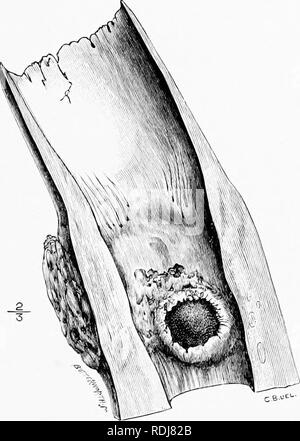 . Mensch und Tier in der östlichen Äthiopien: von Beobachtungen in British East Africa, Uganda und dem Sudan. Natural History; indigene Völker; Ethnologie. XXXI ELFENBEIN 403 in Großbritannien die l) est Elfenbein ist für Billard. l) alls, l) ut tlie größte Stoßzähne bouglit für den amerikanischen Markt verwendet werden. Fünfzig Prozent, von Elfenbein in Amerika importiert ist für Klavier Tasten und in Indien für die Herstellung von armreifen verwendet. Die besten Hauer fetch auf dem offenen Markt. £ 68 - £ 70 pro hundredweiglit. Ein Besuch in einem. Bügeleisen Kugel projizieren in die piilp Kammer des Elefanten Tusk. (Museum der königlichen Hochschule der Chirurgen, En Stockfoto