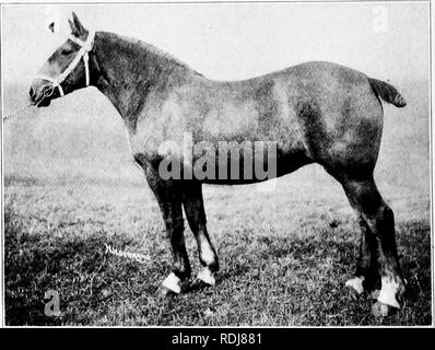 . Eine Geschichte der Percheron Pferd: mit bisher unveröffentlichten Daten über den Ursprung und die Entwicklung der modernen Art der schweren Zug, von authentischen Dokumenten, Aufzeichnungen und Manuskripte in den nationalen Archiven der französischen Regierung ausgearbeiteten, zusammen mit einer detaillierten Beschreibung der Einführung und Verbreitung der Rasse in den Vereinigten Staaten, auf die sich ein Symposium reflektiert die Ansichten der führenden zeitgenössischen Importeure und Züchter berühren die Auswahl, Fütterung und allgemeine Verwaltung der Hengste, Zuchtstuten und Fohlen angehängt wird. Percheron Pferd. IIOSELAA 'DS 7467, FIRS Stockfoto