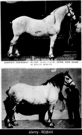 . Eine Geschichte der Percheron Pferd: mit bisher unveröffentlichten Daten über den Ursprung und die Entwicklung der modernen Art der schweren Zug, von authentischen Dokumenten, Aufzeichnungen und Manuskripte in den nationalen Archiven der französischen Regierung ausgearbeiteten, zusammen mit einer detaillierten Beschreibung der Einführung und Verbreitung der Rasse in den Vereinigten Staaten, auf die sich ein Symposium reflektiert die Ansichten der führenden zeitgenössischen Importeure und Züchter berühren die Auswahl, Fütterung und allgemeine Verwaltung der Hengste, Zuchtstuten und Fohlen angehängt wird. Percheron Pferd. THB berühmte PEROHEllON Stockfoto