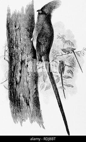 . Mensch und Tier in der östlichen Äthiopien: von Beobachtungen in British East Africa, Uganda und dem Sudan. Natural History; indigene Völker; Ethnologie. 372 östlichen Äthiopien. Die coly, oder Maus - Vogel, hat einen langen schmalen Schwanz. Die Beine sind rot, und die Zehen haben engen Klauen vorwärts gerichtet, sondern die hallux und äußeren Zehe nach hinten gerichtet werden. Wenn ein coly sich auf dem Ast eines Baumes, es kriecht, an es wie eine Maus, mit der Gesamtheit der hintermittelfuss in der Niederlassung angewendet. Wälder und ist keineswegs schüchtern, für es frequentiert Bäume um Häuser in Kampala. Bitte beachten Sie, dass diese Bilder sind Stockfoto
