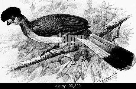 . Mensch und Tier in der östlichen Äthiopien: von Beobachtungen in British East Africa, Uganda und dem Sudan. Natural History; indigene Völker; Ethnologie. XXIX KÄMME ODER TOP-Knoten 361 der Europäischen Wiedehopf besucht das Niltal und British East Africa im Winter. Die Afrikanische Wiedehopf hat Federn ein Tieferes Rot als die europäischen Arten und der Flügel - Markierungen ai' e anders. Die Wood-Hoopoes von Ostafrika sind interessante hirds; sie haben keine Kamm aber einen langen Schwanz ein. ihr Gefieder nd ist schillernd. Diese laute Vögel klettern die Stämme der Bäume trotz ihrer langen Schwänze und Jagd auf Insekten in der Stockfoto
