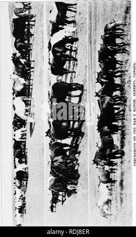 . Eine Geschichte der Percheron Pferd: mit bisher unveröffentlichten Daten über den Ursprung und die Entwicklung der modernen Art der schweren Zug, von authentischen Dokumenten, Aufzeichnungen und Manuskripte in den nationalen Archiven der französischen Regierung ausgearbeiteten, zusammen mit einer detaillierten Beschreibung der Einführung und Verbreitung der Rasse in den Vereinigten Staaten, auf die sich ein Symposium reflektiert die Ansichten der führenden zeitgenössischen Importeure und Züchter berühren die Auswahl, Fütterung und allgemeine Verwaltung der Hengste, Zuchtstuten und Fohlen angehängt wird. Percheron Pferd. . Bitte beachten Sie, dass die Stockfoto