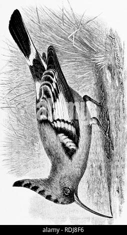 . Mensch und Tier in der östlichen Äthiopien: von Beobachtungen in British East Africa, Uganda und dem Sudan. Natural History; indigene Völker; Ethnologie. XXIX KÄMME ODER TOP-Knoten 359 Wiedehopf eine herausragende Position, seine auffälligen Kamm die Aufmerksamkeit der meisten Betrachter anzieht, vor allem, wenn der Vogel Hopfen auf dem Boden entlang. M auf die Jagd nach Insekten und Würmern, Gewindebohren mit seinem langen Schnabel. Der wiedehopf wird auch Fliegen auf dem Flügel. Es ist eine bunte Vogel hat aber unangenehme ha)) Seine und erfreut seine Nahrung unter den Dreck zu finden: Es l) uilds. Bitte beachten Sie, dass diese Bilder von sca extrahiert werden Stockfoto