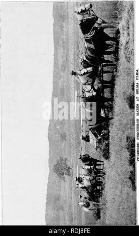 . Eine Geschichte der Percheron Pferd: mit bisher unveröffentlichten Daten über den Ursprung und die Entwicklung der modernen Art der schweren Zug, von authentischen Dokumenten, Aufzeichnungen und Manuskripte in den nationalen Archiven der französischen Regierung ausgearbeiteten, zusammen mit einer detaillierten Beschreibung der Einführung und Verbreitung der Rasse in den Vereinigten Staaten, auf die sich ein Symposium reflektiert die Ansichten der führenden zeitgenössischen Importeure und Züchter berühren die Auswahl, Fütterung und allgemeine Verwaltung der Hengste, Zuchtstuten und Fohlen angehängt wird. Percheron Pferd. . Bitte beachten Sie, dass die Stockfoto