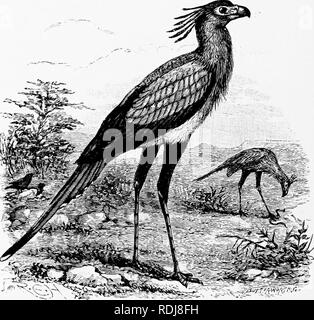 . Mensch und Tier in der östlichen Äthiopien: von Beobachtungen in British East Africa, Uganda und dem Sudan. Natural History; indigene Völker; Ethnologie. 3 S 8 ÖSTLICHEN ÄTHIOPIEN XXIX "Es fand eine Schildkröte, acht, zwölf Chamäleons Eidechsen von zwei Arten wurden, drei Frösche, einem addierer, zwei Heuschrecken, zwei Wachteln, und Überreste von anderen Tieren" (Stark und Sclater). Knochen, Federn und anderen harten Teile der Nahrung in Pellets gebildet werden vom Magen ausgeworfen. In ihren Begegnungen mit giftigen Schlangen der Sekretär Vogel ist manchmal tödlich gebissen.. •=;^-f,  ^ Vr^"/^ Ki" Der Sekretär 'B Stockfoto