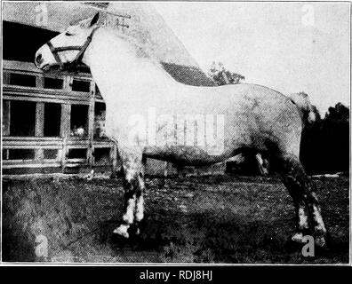 . Eine Geschichte der Percheron Pferd: mit bisher unveröffentlichten Daten über den Ursprung und die Entwicklung der modernen Art der schweren Zug, von authentischen Dokumenten, Aufzeichnungen und Manuskripte in den nationalen Archiven der französischen Regierung ausgearbeiteten, zusammen mit einer detaillierten Beschreibung der Einführung und Verbreitung der Rasse in den Vereinigten Staaten, auf die sich ein Symposium reflektiert die Ansichten der führenden zeitgenössischen Importeure und Züchter berühren die Auswahl, Fütterung und allgemeine Verwaltung der Hengste, Zuchtstuten und Fohlen angehängt wird. Percheron Pferd. 1. "SM M f^JSk Stockfoto