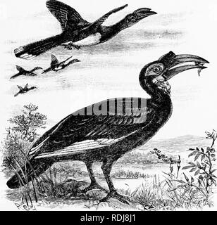 . Mensch und Tier in der östlichen Äthiopien: von Beobachtungen in British East Africa, Uganda und dem Sudan. Natural History; indigene Völker; Ethnologie. XXVIII SCHNÄBEL 341 In einigen liornl) Übel der mitgelieferten Fett l) y Fsme-öl-Drüse ist leuchtend gelb, und wenn die Hand rieb über die Federn wird. l) e gefärbt mit diesem Pigment. Hornljills sind nicht nur ungerade in Aussehen und Struktur, aber Sie haben einige neugierige häuslichen Gewohnheiten.. Nashornvögel im Überfluss in Uganda, und der Mann, den Wald und sind sicher die Aufmerksamkeit auf sich ziehen, die für die großen Vögel sind und große Scheine besitzen Der eiuious Form. Trotz der Ap Stockfoto