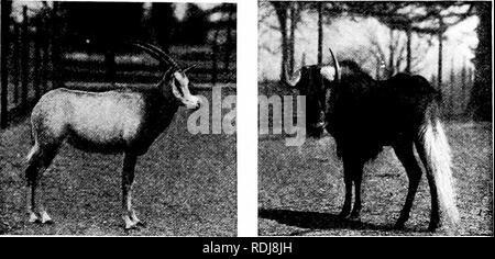 . Beliebte amtliche Führer zu den New York Zoological Park. New York Zoological Park. NEW YORK Zoological Park. 41. LEUCORYX ANTILOPE SEEADLER GNU weiß, ist es ein sehr auffälliger Tier. Auf seiner nativen Veldt Es hat jetzt eine sehr seltene Spezies geworden, und ist selten durch Sportler übernommen. Die feinen männlichen Muster in der Park wurde von Miss Jean" Walker Simpson präsentiert. Die Sing-Sing Wasserbock, (Cobus unctuosus), ist eine Crea- tur der Tiefländer und frequentiert, die Dichte der Verwicklung von hohen Schilf, die Grenze viele der Flüsse von West Afrika, über die großen äquatorialen Wald. In Gefangenschaft ist es manchmal Stockfoto