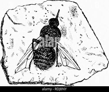 . Mensch und Tier in der östlichen Äthiopien: von Beobachtungen in British East Africa, Uganda und dem Sudan. Natural History; indigene Völker; Ethnologie. XXVI fliegen und SCHLAFKRANKHEIT 321. Tiere kann es l) e wert zu erwähnen, dass eine t'cssil liitiiig-Hy hat im Miozän sliales von Florissant, Colorado entdeckt worden. Diese tiy Iiad eine bemerkenswert Lono-und starken Rüssel. Professor T. I). A. G (jckerell ist anerkannt als Tse-tse-fliegen. "Der Mund Teile aufbewahrt werden, wie auch den Körper, Flügel und Beine, alle ao-reeina; so gut mit dem modernen Tsetse-Hy, dass die generische Trennung imprac ist Stockfoto