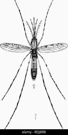 . Mensch und Tier in der östlichen Äthiopien: von Beobachtungen in British East Africa, Uganda und dem Sudan. Natural History; indigene Völker; Ethnologie. Moskitos 315 Krankheit, sondern weil ihr aufregendes - ist aanioyiug, während die Einstiche sie abändern in tlie Haut arc schmerzhaft und oft sehr irritierend.. Tlie Mosijuito {Anophcle:^^ nit, ralipcnni). Tlie Förderband der Parasit von Malaria. Althougli Ijeen Ivnown mahiria hat seit Jahrhunderten, und genaue Konten sind zu l) e in den Werken von Hippokrates, Galen, und Celsus gefunden, dessen Ursache nicht erkannt wurde, bis 1880 Laveran entdeckte ich Stockfoto