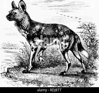 . Mensch und Tier in der östlichen Äthiopien: von Beobachtungen in British East Africa, Uganda und dem Sudan. Natural History; indigene Völker; Ethnologie. XXIV GNUS UND DUIKERS 305 Entdecker, riraiit, Speke, oder Koks; oder scioiitifif Zoologen, Lirhtenstein ami Guiither. Unter den Feinden der Antilope erwähnen muß, er machte der wilden Hund [Lycaou jnetiis). Dieses Tier ist so etwas wie ein hyajna, und wird oft für einen kleinen hj ena verwechselt. Die wilden Hunde jagen in Rudeln, die in der Regel Nummer 15; Sie können so viele wie 50. Die wilden Hund, der Terror der Antilopen; er jagt in Packungen. Und als Fe Stockfoto
