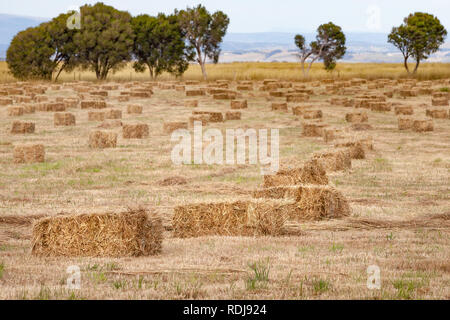 Heuballen suchen golden in der rauen Sommer Sonne, wie sie im Feld legen Warten gesammelt und für Futtermittel für den nächsten Winter eingelagert werden. Stockfoto