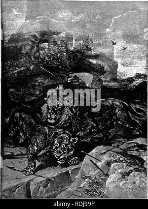 . Die Tiere der Welt. Brehm das Leben der Tiere;. Säugetiere. aMn die BABBABT LION suchen, ihre Beute in den Nachmittag oder Abend der Löwe und die Löwin, die tagsüber schlafen in ihr Versteck verbringen. In der Abbildung sind sie wie aus ihrem Schlummer geweckt durch die Pfeile der Feinde sezerniert werden, von denen eine die slcin der Löwin, die in der Tat der Roaring dargestellt wird gestreift hat. Beide sind bewUdered sowie erzürnt, und wird leicht zum Opfer fallen der Pfeile und Kugeln, die folgen werden. (Fehs Uo bar - bams.) (109). Bitte beachten Sie, dass diese Bilder aus gescannten Seite Bilder extrahiert werden t Stockfoto