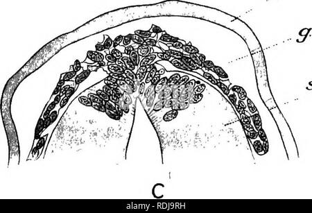 . Lehrbuch der Embryologie. Embryologie. Aal. s.c. ect.. s.c. Abb. 67.- Zur Illustration der Modus des Ursprungs der spinalen Ganglien. Ein, Geflügel Embryo mit vier Mesoderm Segmente (nach Neumayr, 1906); B und C, Torpedo 4 mm. Embryo (nach Dohrn, 1902); ect, ektoderm; g, Rudiment der Ganglienzellen; s. c, Rückenmark. Nach den allgemeinen Kontroverse als zu den Nerv - Entwicklung und muss nicht eigens diskutiert werden. Hirnnerven. - Die Entwicklung der Hirnnerven hat von vielen Arbeitern untersucht und eine riesige Menge an detaillierten Beobachtung angesammelt hat. Es gibt jedoch große Diskrepanz im Detail. Stockfoto