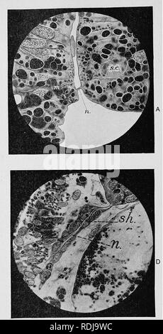 . Lehrbuch der Embryologie. Embryologie. 108 EMBRYOLOGIE DER UNTEREN WIRBELTIERE Oh.. Abb. 60.- Teile der Querschnitte durch die jungen Lepidosirens zu veranschaulichen die Entwicklung der Spinalnerven (ventralen Wurzeln). A, Stufe 24; D, Stufe 29-w. m, myotome; n, Nerv-Trunk; s. c, Rückenmark, SLI, Ummantelung.. Bitte beachten Sie, dass diese Bilder sind von der gescannten Seite Bilder, die digital für die Lesbarkeit verbessert haben mögen - Färbung und Aussehen dieser Abbildungen können nicht perfekt dem Original ähneln. extrahiert. MacBride, E. W. (Ernest William), 1866-1940; Kerr, John Graham, 1869 Stockfoto