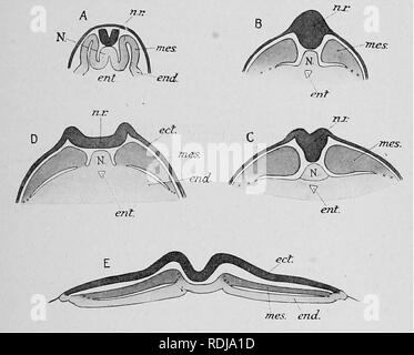 . Lehrbuch der Embryologie. Embryologie. Ursprung DES MESODERM 65 scheint eng mit dem von Reptilien und Amphib - ians vergleichbar sein. Hier, in der Zeit, in der das Mesoderm beginnt seine Darstellung zu machen, die Position der Chorda dorsalis wird durch den Primitivstreifen belegt. Das Mesoderm bildet eine lose Blatt unregelmäßig geformte Zellen ausbreiten auf jeder Seite und aus zwei unterschiedlichen Quellen: Auf der Innenseite durch die Verbreitung von der Primitivstreifen und die an der äusseren Seite durch Delamination aus dem Endoderm der Keim Wand. Es erleichtert das Verständnis der evolutionären Veränderungen der Stockfoto