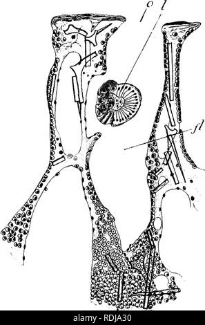 . Lehrbuch der Embryologie. Embryologie. Abb. 16,- Abschnitt eines Teils der Graniia Idbyrinthica. (Nach Dendy.). Mit der Flucht der Larve aus dem Gewebe der Mutter schwamm in die Flagellated Kammer der Mutter; fl, Flagellated Kammer; ich, die maskierung Larve; o, Eröffnung der Flagellated Kammer in zentralen Hohlraum (paragaster) der Schwamm.. Bitte beachten Sie, dass diese Bilder sind von der gescannten Seite Bilder, die digital für die Lesbarkeit verbessert haben mögen - Färbung und Aussehen dieser Abbildungen können nicht perfekt dem Original ähneln. extrahiert. MacBride, E. W. (Ernest William Stockfoto