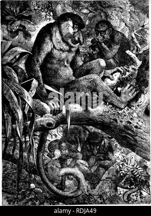 . Die Tiere der Welt. Brehm das Leben der Tiere;. Säugetiere. rnwn wnsirTi MftWKEYS Diese groteske, die Affen sind Eingeborene von Borneo und sind manchmal die Nasenaffen, die orgel SPITZZANGE AFFEN genannt. /™ f^^^ roiesq Richtung. Diese Abbildung ist aus dem Leben und zeigt Ihnen, wie Sie in der^ Rom, die Th ^---^^^", "^^f •^^^", "^", "^^s^^° fl""^^^^^^^ auch in Ihre heimische Wälder erscheinen. In ihrer wilden Zustand, Truppen von diesen Affen. oolog, cal Gärten m B^' - 'J^^^^^^^^^^^^^^^P^J^^^^^^^^^^^^^^^^^^^^^^^^^^^^^^ "scheinbar die gleiche Benutzerdefinierte. (Nasaiis larvatus) zusammenbauen m Stockfoto