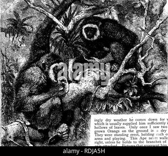 . Die Tiere der Welt. Brehm das Leben der Tiere;. Säugetiere. Der MANN-förmige Affen - Orang Utan. 21. Weiß-HANDED GIBBONS - Diese aktive und schöne Tiere sind in Terrasserim, südwestlich von Burmah gefunden. und sind für ihre lauten Stimmen festgestellt. Truppen von Ihnen werden zusammen in die tiefen Wälder und die Luft mit ihrem Geschrei nicht unmusikalisch, über mehrere Stunden hinweg. Ein weißes Band von Haar umgibt das gesamte Gesicht und der Körper ist schwarz, dunkelbraun oder ocker-braun. Diese interessanten Kreaturen trinken Wasser aus dem Palmen ihrer Hände, sind in Indien gezähmt, aber nicht lange ausländische Gefangenschaft überleben. Die Stockfoto
