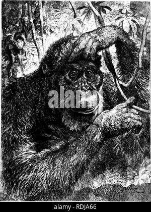 . Die Tiere der Welt. Brehm das Leben der Tiere;. Säugetiere. OBANO - UTAIf. Die naturforscher haben den Namen Satyr zu diesem Tier gegeben wegen seiner Ähnlichkeit mit Mensch und Tier, Gesicht, Kopf, Ohren, Bart und-Whisker, die langen Arme und großen Händen alles wunderbar wie jene eines Menschen; während die zottigen Fell Haare der Brachialen vorschlägt. Ist es nicht seltsam, dass die ABERGLÄUBISCHEN Indianer denken sollten die Orang - ein menschliches wild gegangen, Utan. Das Bild stellt diese Affen in seinem Wald zu Hause, eine Hand leicht Festhalten an den Weinstock, während die Finger der linken auf die festgelegt sind Stockfoto