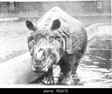 . Das Buch der Tierwelt. Säugetiere. Säugetiere. Abb. 6. IXDIAX Nashorn. Bitte beachten Sie, dass diese Bilder sind von der gescannten Seite Bilder, die digital für die Lesbarkeit verbessert haben mögen - Färbung und Aussehen dieser Abbildungen können nicht perfekt dem Original ähneln. extrahiert. Westell, William Percival. London, J. M. Dent; New York, E. S. Dutton Stockfoto