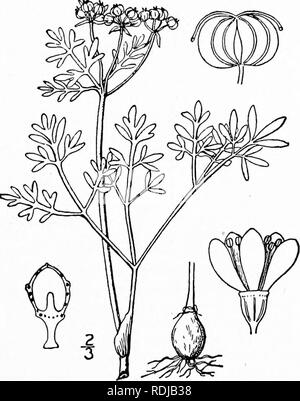 . Eine Illustrierte Flora von der nördlichen USA, Kanada und die britischen Besitzungen, von Neufundland zu den Parallelen der südlichen Grenze von Virginia, und vom Atlantik westwärts zu den 102 d Meridian. Botanik; Botanik. Gattung 41. Karotte Familie. 653 Ammoselinum Butleri (Engelm.) Keul. &Amp; Rose, der nassen Gelände von Arkansas nach Texas und Missouri aufgenommen, unterscheiden sich in fast glatt, mit Obst nur Ich" lang. 41. ERIGENIA Nutt. Gen. Ich: 187. 1818. Eine niedrige Kahl fast Acaulescenten mehrjährige Kraut, die aus einer tiefen Knolle, mit Ter- nately decompound Blätter, üblichen Stockfoto