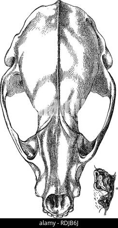 . Katalog der fleischfressende, pachydermatous und edentate Mammalia im British Museum. Säugetiere. 2. MELES. 127 xvii. t. 1. w. 1-4; aber das Fell ist viel kürzer und das Haar so deutlich nicht bunt wie die des Europäischen Dachs, und sehr viel rauheren. Abb. 19.. Melee chinensis. a. Behindern obere Schleifmaschinen. Die skuU (Abbn. 19, 20) ist so wie die von Meles lemurus von Thibet, dass ich Sie angesehen haben sollte, als die gleichen, wenn es nicht so viel Unterschied in der Länge und flaccidness und Färbung des Fells und die Fülle der unter dem Fell. Dies kann auf das Klima abhängig. Die shortne Stockfoto