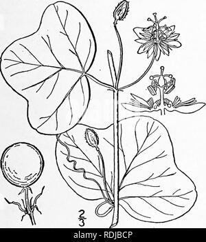 . Eine Illustrierte Flora von der nördlichen USA, Kanada und die britischen Besitzungen, von Neufundland zu den Parallelen der südlichen Grenze von Virginia, und vom Atlantik westwärts zu den 102 d Meridian. Botanik; Botanik. Gattung ich. Leidenschaft - Blume Familie. 565 I. PASSIFLORA L. Sp. PI. 955. 1753. Klettern Ranke-Lager krautige oder woody Reben, mit gelappten parted oder ganze Alter nate oder selten gegenüber Blätter und grosse auffällige axillar Blumen, auf verbunden, oft bracted Stiel. Kelch-tube cup-förmigen oder carapanulate, tief 4-lappig, die Lappen schmal, imbri- nen in der Knospe, ich Stockfoto