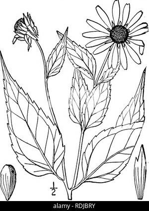 . Eine Illustrierte Flora von der nördlichen USA, Kanada und die britischen Besitzungen, von Neufundland zu den Parallelen der südlichen Grenze von Virginia, und vom Atlantik westwärts zu den 102 d Meridian. Botanik; Botanik. 20. Helianthus decapetalus L. Thin-Leaved oder wilde Sonnenblume. Abb. 4480. Hleianthus decapetalus L. Sp. PI. 905. 1753. Durch die verzweigte, manchmal verdickte Wurzel - Bestände mehrjährige; Stammzellen schlank, kahl oder fast so, oben verzweigten, i°-S° hoch; Niederlassungen puberulent. Blätter dünn oder Membranöse, 3' - 8' lang, 1-3' große, ovale oder Eiförmig-Lanzettlich, die unteren Alle gegenüber einem Stockfoto
