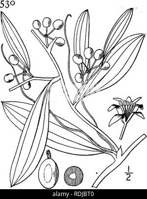 . Eine Illustrierte Flora von der nördlichen USA, Kanada und die britischen Besitzungen, von Neufundland zu den Parallelen der südlichen Grenze von Virginia, und vom Atlantik westwärts zu den 102 d Meridian. Botanik; Botanik. SMILACEAE. Vol. I.9. Smilax laurifolia L. Laurel-leaved Grün - Brier. Abb. 1316. Smilax laurifolia L. Sp. PI. 1030. 1753. Rebstöcke Lager Knollen manchmal 6' dicken Stengel, Stout, Klettern, terete, gerieft, bewaffnet mit starken gerade kribbelt, die Zweige schräg, meist unbewaffnet. Blattstiele Stout, 3" 8" lang; Blätter ledrig, Evergreen, elliptisch o Stockfoto