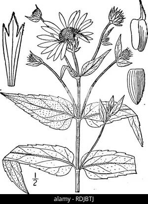 . Eine Illustrierte Flora von der nördlichen USA, Kanada und die britischen Besitzungen, von Neufundland zu den Parallelen der südlichen Grenze von Virginia, und vom Atlantik westwärts zu den 102 d Meridian. Botanik; Botanik. 16. Helianthus Kellermani Britton ist Kellerman Sonnenblume. Abb. 4476. Helianthus Kellermani Britton, Handbuch 994. 1901. Stamm 6°-io° hoch, sehr glatte, viel Zweig - oben Ed, die Zweige schlank. Blätter nar- rowly länglich-Lanzettlichen, linear-Lanzettlichen, hängend, eher dünn, weiträumig Ripp mit sehr kleinen Zähnen, lang zugespitzt im Apex, Dämpfen an der Stockfoto