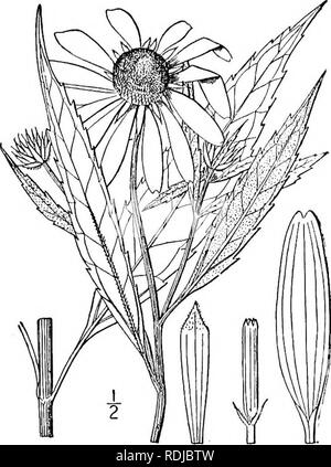 . Eine Illustrierte Flora von der nördlichen USA, Kanada und die britischen Besitzungen, von Neufundland zu den Parallelen der südlichen Grenze von Virginia, und vom Atlantik westwärts zu den 102 d Meridian. Botanik; Botanik. 16. Helianthus Kellermani Britton ist Kellerman Sonnenblume. Abb. 4476. Helianthus Kellermani Britton, Handbuch 994. 1901. Stamm 6°-io° hoch, sehr glatte, viel Zweig - oben Ed, die Zweige schlank. Blätter nar- rowly länglich-Lanzettlichen, linear-Lanzettlichen, hängend, eher dünn, weiträumig Ripp mit sehr kleinen Zähnen, lang zugespitzt im Apex, Dämpfen an der Stockfoto