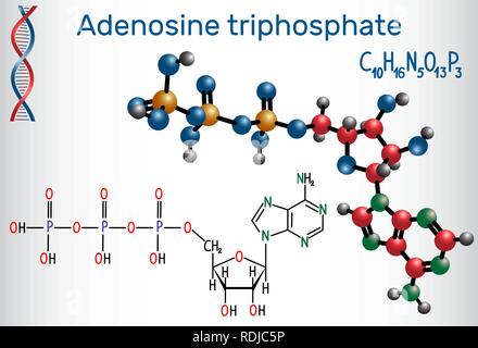 Adenosintriphosphat (ATP) Molekül, intrazelluläre Energie übertragen und in der Synthese von RNA erforderlich. Strukturelle chemische Formel und Molekül Stock Vektor