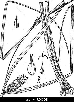 . Eine Illustrierte Flora von der nördlichen USA, Kanada und die britischen Besitzungen, von Neufundland zu den Parallelen der südlichen Grenze von Virginia, und vom Atlantik westwärts zu den 102 d Meridian. Botanik; Botanik. . Bitte beachten Sie, dass diese Bilder sind von der gescannten Seite Bilder, die digital für die Lesbarkeit verbessert haben mögen - Färbung und Aussehen dieser Abbildungen können nicht perfekt dem Original ähneln. extrahiert. Britton, Nathaniel Lord, 1859-1934; Braun, Addison, 1830-1913. New York, Scribner Stockfoto