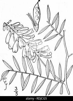 . Eine Illustrierte Flora von der nördlichen USA, Kanada und die britischen Besitzungen, von Neufundland zu den Parallelen der südlichen Grenze von Virginia, und vom Atlantik westwärts zu den 102 d Meridian. Botanik; Botanik. Gattung 40. Erbse Familie. 409 I. Vicia Cracca L. Getuftet oder Kuh Vetch. Blau oder Vogel Vetch. Abb. 2613. Vicia Cracca L. Sp. PI. 735. 1753 - Mehrjährige, fein behaarte oder manchmal glabrate, Stängel getuftet, schlank, schwach, Klettern oder Nachgestellte, 2°-4° langen. Nebenblätter linear, akute, ganze, ich "-4" lange; Blätter fast Stiellose; Merkblätter 8-24, dünn, Linear- oder Linear-ob Stockfoto