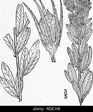 . Eine Illustrierte Flora von der nördlichen USA, Kanada und die britischen Besitzungen, von Neufundland zu den Parallelen der südlichen Grenze von Virginia, und vom Atlantik westwärts zu den 102 d Meridian. Botanik; Botanik. Gattung 39. Erbse Familie. 407 Hairy Bush-Klee,. Bitte beachten Sie, dass diese Bilder sind von der gescannten Seite Bilder, die digital für die Lesbarkeit verbessert haben mögen - Färbung und Aussehen dieser Abbildungen können nicht perfekt dem Original ähneln. extrahiert. Britton, Nathaniel Lord, 1859-1934; Braun, Addison, 1830-1913. New York, Scribner Stockfoto