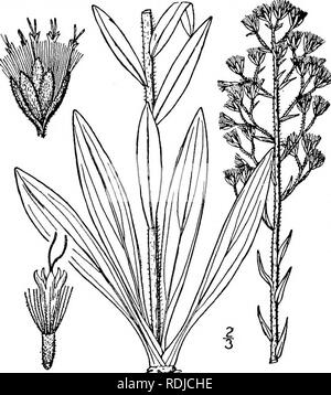 . Eine Illustrierte Flora von der nördlichen USA, Kanada und die britischen Besitzungen, von Neufundland zu den Parallelen der südlichen Grenze von Virginia, und vom Atlantik westwärts zu den 102 d Meridian. Botanik; Botanik. . Bitte beachten Sie, dass diese Bilder sind von der gescannten Seite Bilder, die digital für die Lesbarkeit verbessert haben mögen - Färbung und Aussehen dieser Abbildungen können nicht perfekt dem Original ähneln. extrahiert. Britton, Nathaniel Lord, 1859-1934; Braun, Addison, 1830-1913. New York, Scribner Stockfoto