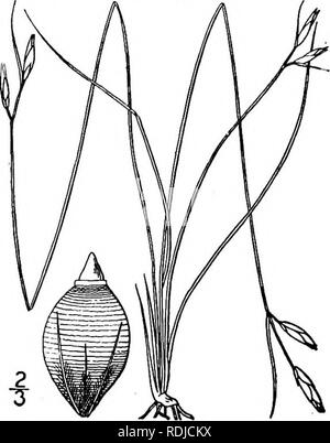 . Eine Illustrierte Flora von der nördlichen USA, Kanada und die britischen Besitzungen, von Neufundland zu den Parallelen der südlichen Grenze von Virginia, und vom Atlantik westwärts zu den 102 d Meridian. Botanik; Botanik. . Bitte beachten Sie, dass diese Bilder sind von der gescannten Seite Bilder, die digital für die Lesbarkeit verbessert haben mögen - Färbung und Aussehen dieser Abbildungen können nicht perfekt dem Original ähneln. extrahiert. Britton, Nathaniel Lord, 1859-1934; Braun, Addison, 1830-1913. New York, Scribner Stockfoto
