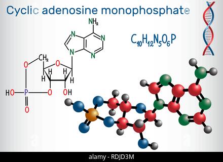 Zyklisches Adenosinmonophosphat (cAMP) Molekül, Es ist eine Ableitung von Adenosintriphosphat (ATP) und für die intrazelluläre Signaltransduktion verwendet. St Stock Vektor