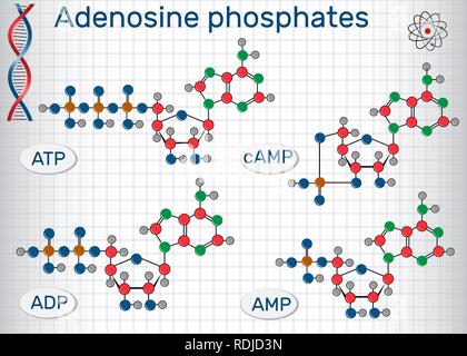 Chemische Strukturformeln Adenosin Nukleotide Phosphate: Adenosinmonophosphat (AMP), Adenosindiphosphat (ADP) und Adenosintriphosphat ( Stock Vektor