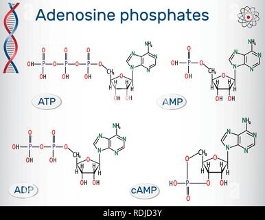 Chemische Strukturformeln Adenosin Nukleotide Phosphate: Adenosinmonophosphat (AMP), Adenosindiphosphat (ADP) und Adenosintriphosphat ( Stock Vektor