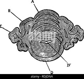 . Ein jüngeres praktische Zoologie. Zoologie. Das Gehirn 365 Mitte Commissure, der Corpus albicans, in denen er endet. c. Mitte - Gehirn, oder mesencephalon. Ich. Die sylvian Aquädukt, oder iter eine Tertio ad Quar-tum ventriculum, ist der Kavität oder Ventrikel der mid-brain, ii. Die Optik Lappen oder Corpora quadrigemina, mäßig dicke Wände, und bilden das Dach des Sylvian Aquädukt, die eine kurze Strecke in sie verlängert wird, iii. Der crura cerebri, die den Boden des Sylvian Aquädukt bilden, sind von großer Stärke.. Abb. 64.- Lepus cuniculus. - Querschnitt des Gehirns, vorbei an Stockfoto