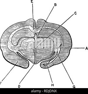 . Ein jüngeres praktische Zoologie. Zoologie. 362 DISSEKTION OE DAS KANINCHEN iv. Die zirbeldrüse Körper ist durch eine tubuläre Stiel mit dem Schaft des velum Interpo-situm verbunden. Bemove das velum interpositum, so dass die dritten Ventrikel öffnen. V. Der dritten Ventrikel, oder Hohlraum der Vorderteil - Gehirn, ist der Median für die vertikale Kluft zwischen der Optic thalami. Es ist sehr schmal von Seite zu Seite, und kommuniziert über das steingrab von Monro mit der lateralen Ventrikel. Abb. 63.- Lepus cuniculus. Querschnitt des Gehirns, die durch die Mitte commissure des dritten Ventrikels. Die Schattierung i Stockfoto