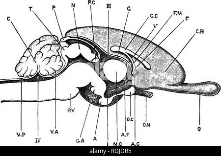 . Ein jüngeres praktische Zoologie. Zoologie. Die BEAIN 353 Das kleinhirn ist ein großes Quer längliche Masse, liegen hinter den Hemisphären. Es ist in eine große mittlere Lungenlappen unterteilt, das VERMIS, und zwei seitenlappen, zu den äußeren Seiten sind die kleinen roimded floccular Nocken. Die gesamte Oberfläche des Kleinhirns wird durch eng falten gekennzeichnet, vor allem quer in Richtung. Die Medulla oblongata ist der Teil des Gehirns, der unter und hinter dem Kleinhirn. Es ist. FiQ. 61.-^ LepuB cuniculus. Eine longitudinale und vertikale Abschnitt des Gehirns, in der Medianebene, (a.m.m.) EIN, Stockfoto