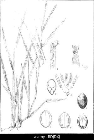 . Natal Pflanzen: Beschreibungen und Abbildungen von Natal einheimischen Pflanzen, mit Hinweisen auf ihre Verteilung, wirtschaftlichen Wert, einheimischen Namen, &Amp; C., / von J. Medley Holz und Maurice S. Evans. Unter der Schirmherrschaft von Natal Regierung und Durban Botanischen Gesellschaft veröffentlicht. Botanik. Platte B^. Paspalum serobiculatum, Linn. Bitte beachten Sie, dass diese Bilder sind von der gescannten Seite Bilder, die digital für die Lesbarkeit verbessert haben mögen - Färbung und Aussehen dieser Abbildungen können nicht perfekt dem Original ähneln. extrahiert. Holz, John Medley, 1827-1914; Evans, Maurice S. (Maurice Smethurst), Stockfoto