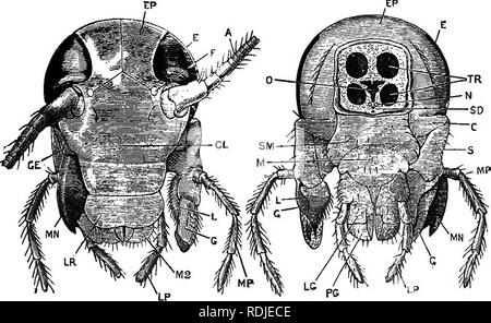 . Ein jüngeres praktische Zoologie. Zoologie. Externe Zeichen 155 2. Der Hals ist kurz und schlank: Die cuticular Abdecken ist weich und weiß, mit der Ausnahme von sieben verdickte Patches oder sclerites, die schwer und Braun. Von diesen zwei sclerites sind schlank quer Bars auf der ventralen Oberfläche; ein Drittel ist median und dorsal, und fast in zwei längs geteilt; die restlichen vier sind viel größer, und bilden zwei Paare an den Seiten des Halses. EiG. 36.- periplaneta Americana. Der Kopf, Vorderseite (c. h. h.) EIN, Antenne. CL. clypeua. E, Auge. EP, epicranium. F, fenestra. Q-, Gale Stockfoto